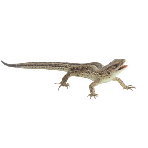 Lizard UV Light Paradise