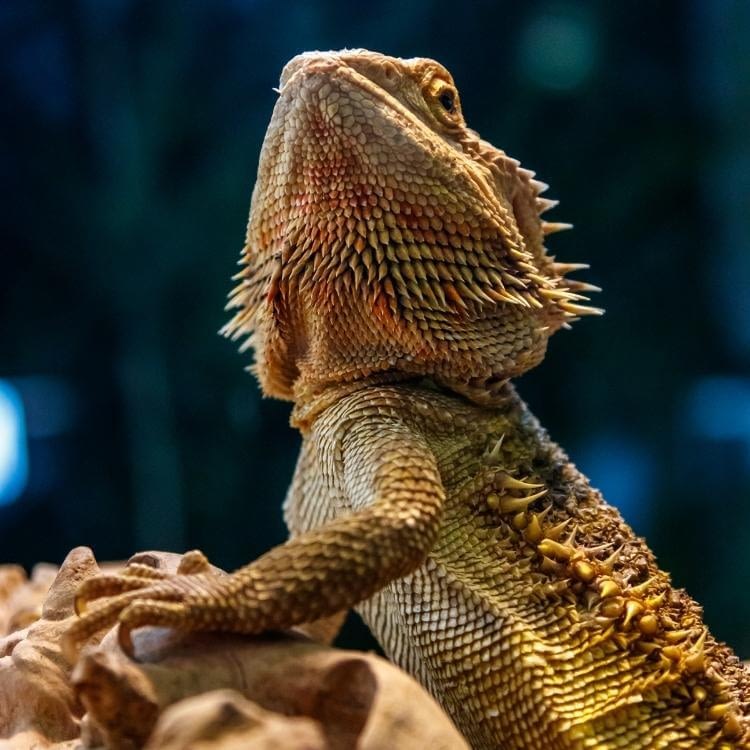 the best bearded dragon lighting